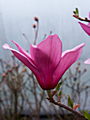 Magnolia Ann IMG_5284 Magnolia